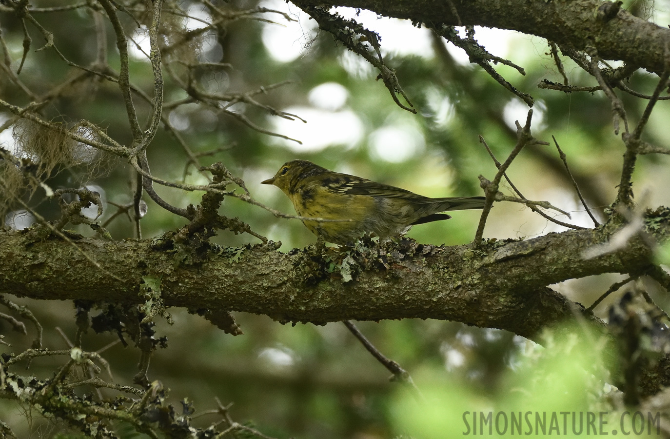 Setophaga pinus [400 mm, 1/320 sec at f / 7.1, ISO 2000]